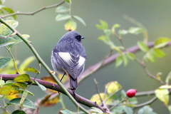 Phoenicurus ochruros