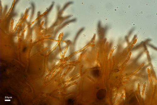 Trentepohlia abietina