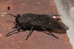 Tabanus proximus