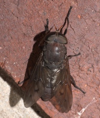 Tabanus proximus
