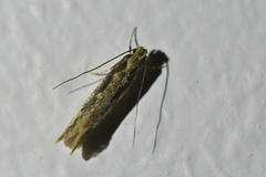 Tinea pallescentella