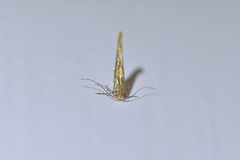 Pyroderces apparitella