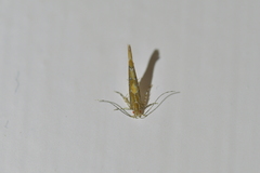Pyroderces apparitella