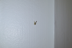 Pyroderces apparitella