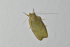 Phaeosaces coarctatella