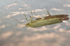 Phaeosaces coarctatella