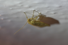 Phaeosaces coarctatella