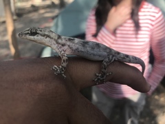 Phyllodactylus reissii