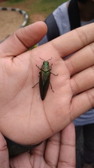 Chrysochroinae