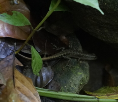 Sphenomorphus sabanus