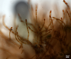 Trentepohlia abietina