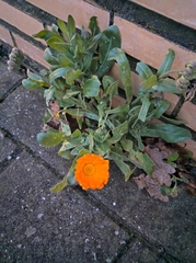 Calendula officinalis