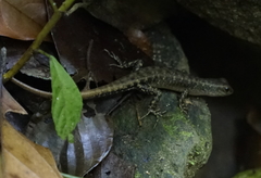 Sphenomorphus sabanus