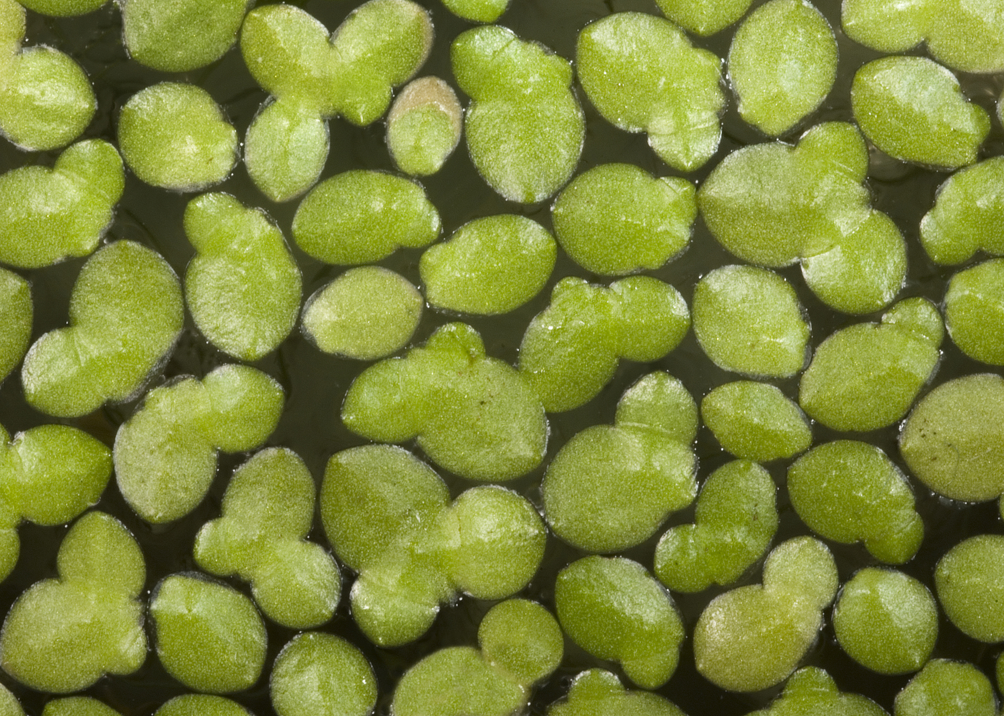 Lemna aequinoctialis