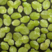 Lesser Duckweed - Photo (c) Kevin Thiele, some rights reserved (CC BY-NC-SA)