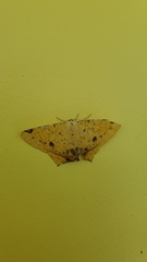 Nepheloleuca illiturata