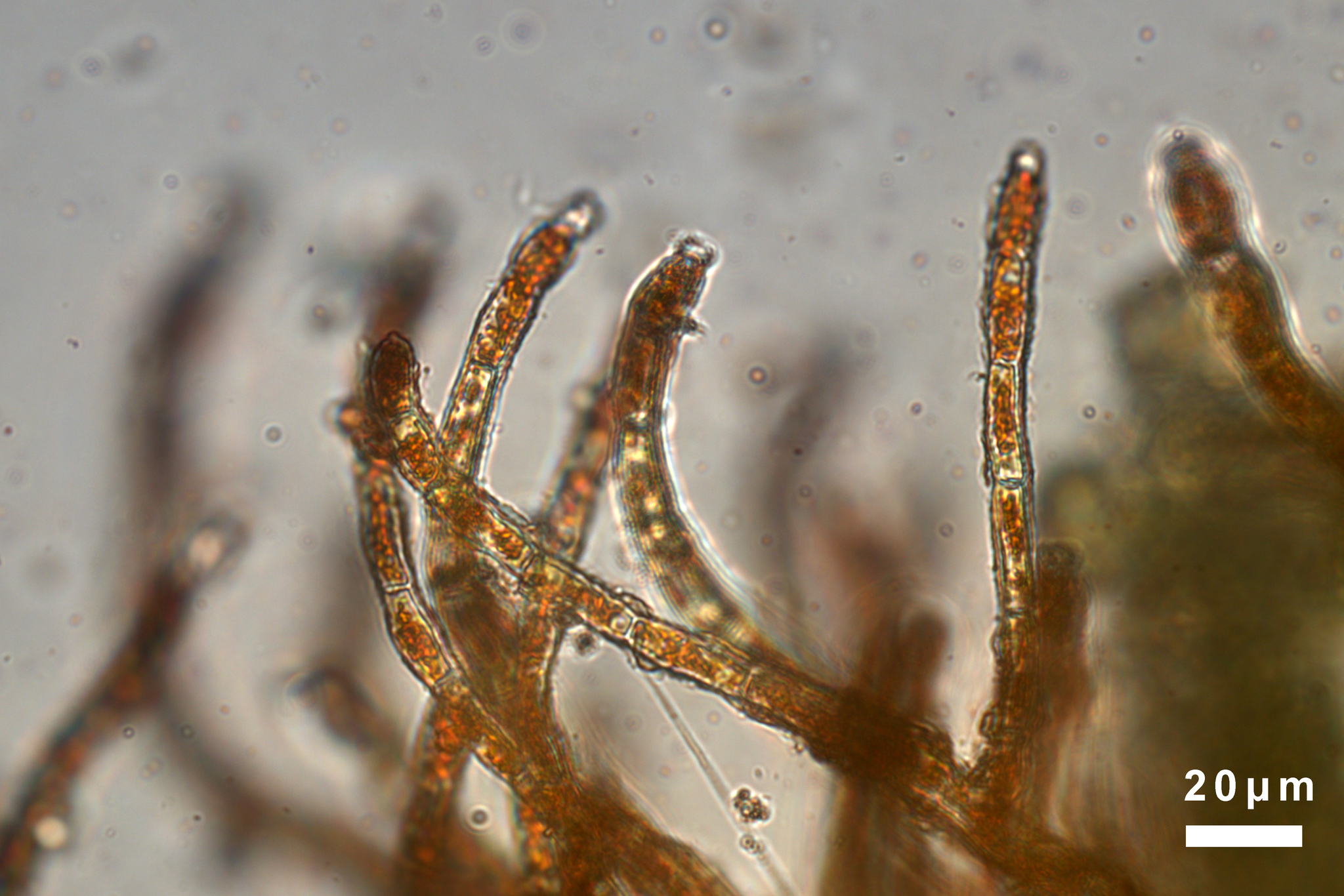 Trentepohlia abietina