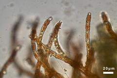 Trentepohlia abietina