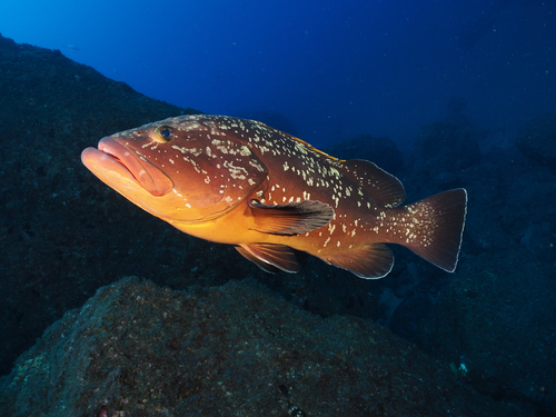 Epinephelus marginatus (Lowe, 1834)