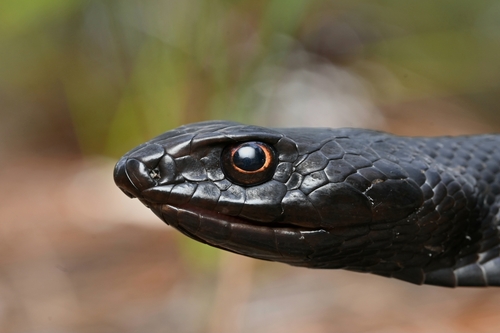 Common Coachwhip, United States, photo 10 of 10