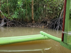 Varanus palawanensis