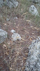 Piptatherum holciforme