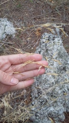 Piptatherum holciforme