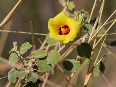 Hibiscus panduriformis