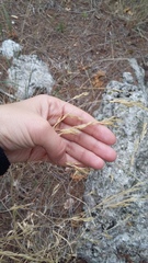 Piptatherum holciforme