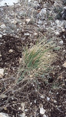 Asphodeline