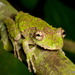 Eirunepe Snouted Tree Frog - Photo (c) Andreas Kay, some rights reserved (CC BY-NC-SA)