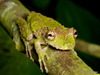 Eirunepe Snouted Tree Frog - Photo (c) Andreas Kay, some rights reserved (CC BY-NC-SA)
