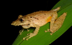 Eirunepe Snouted Treefrog photo 2