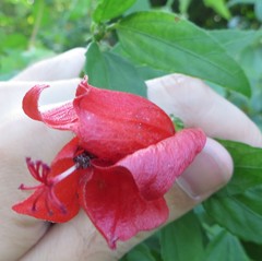 Malvaviscus penduliflorus