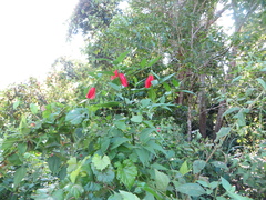 Malvaviscus penduliflorus