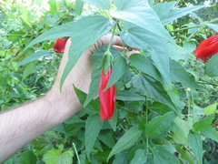 Malvaviscus penduliflorus