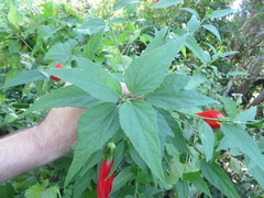 Malvaviscus penduliflorus