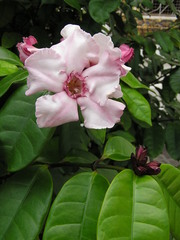 Strophanthus gratus