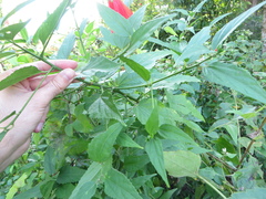 Malvaviscus penduliflorus