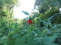 Malvaviscus penduliflorus