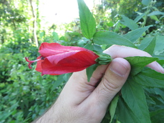 Malvaviscus penduliflorus