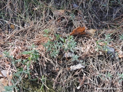 Arenaria montana