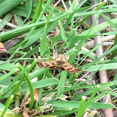Lepidoptera