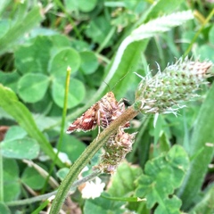 Lepidoptera