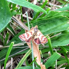 Lepidoptera