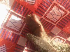 Dendrohyrax interfluvialis