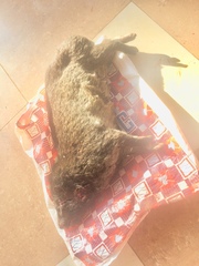 Dendrohyrax interfluvialis