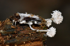 Cordyceps farinosa