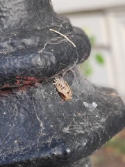 Harmonia axyridis