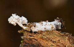 Cordyceps farinosa